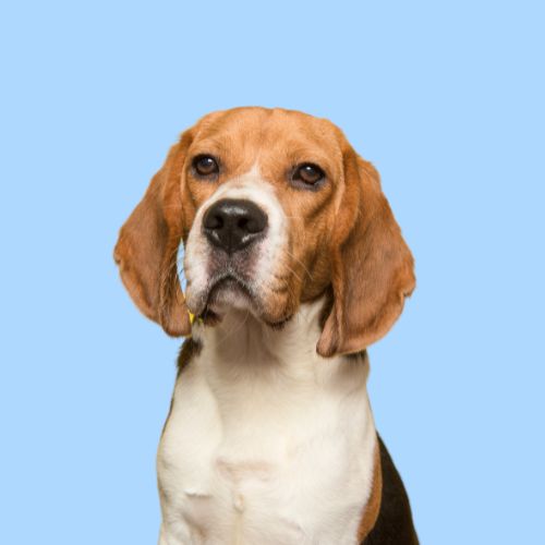 Serotoninkc Hypoallergenic Beagle Dog Shampoo Conditioner