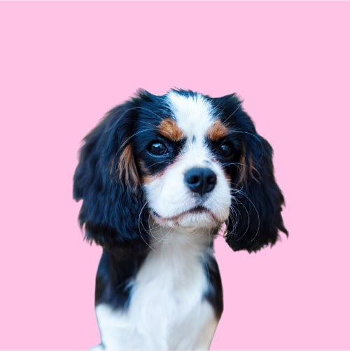 su cavalier king charles spanieli hyper