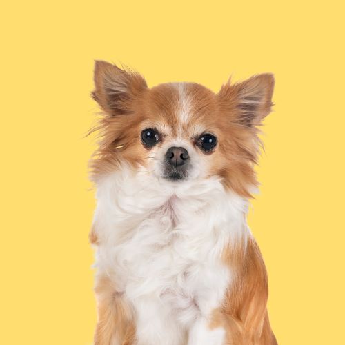 SerotoninKC Hypoallergenic Chihuahua Shampoo Conditioner