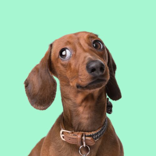 Serotoninkc Hypoallergenic Dachshund Shampoo Conditioner
