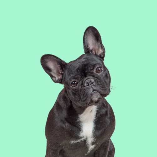 Kc french bulldog shops