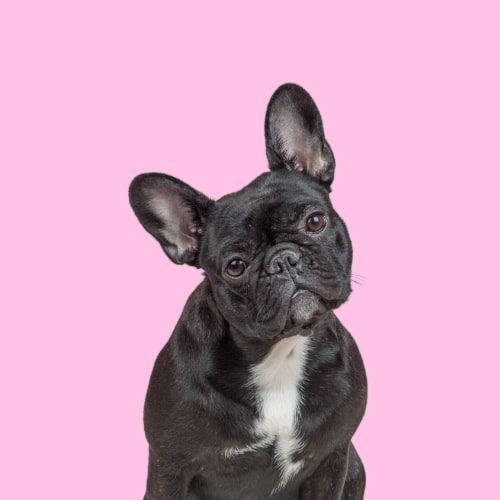 Serotoninkc French Bulldog Shampoo Conditioner