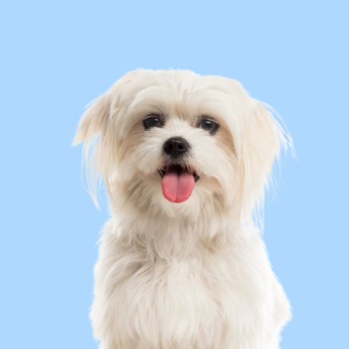 Serotoninkc Hypoallergenic Dog Maltese Shampoo Conditioner