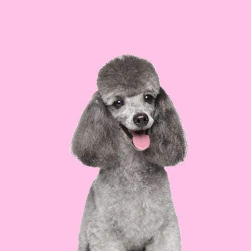 Serotoninkc Hypoallergenic Poodle Shampoo Conditioner Curly Hair
