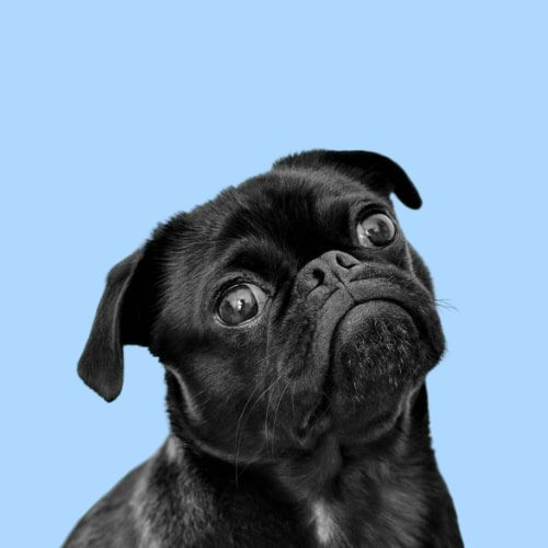 Serotoninkc Hypoallergenic Pug Shampoo Conditioner Sensitive Skin
