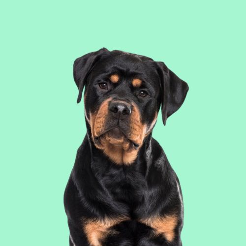 Serotoninkc Hypoallergenic Rottweiler Shampoo Conditioner Deshedding