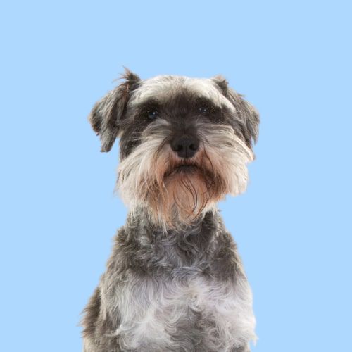 Serotoninkc Schnauzer Shampoo Conditioner