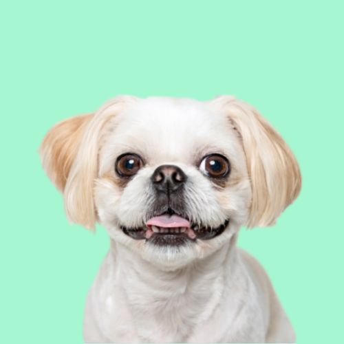 SerotoninKC Shih Tzu Shampoo Conditioner Drop Coat