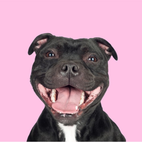 Staffie
