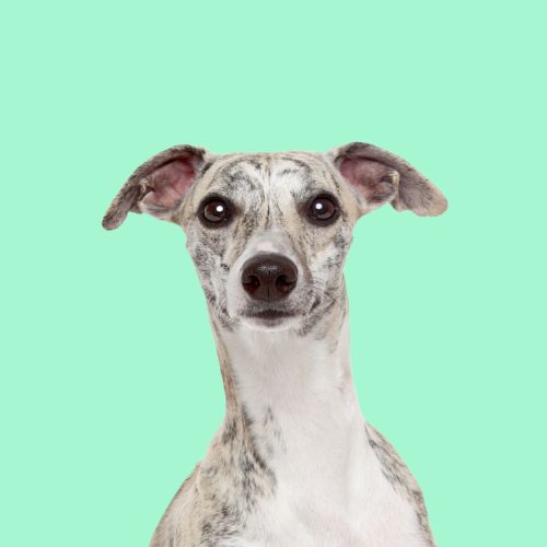 Serotoninkc Hypoallergenic Whippet Shampoo Conditioner