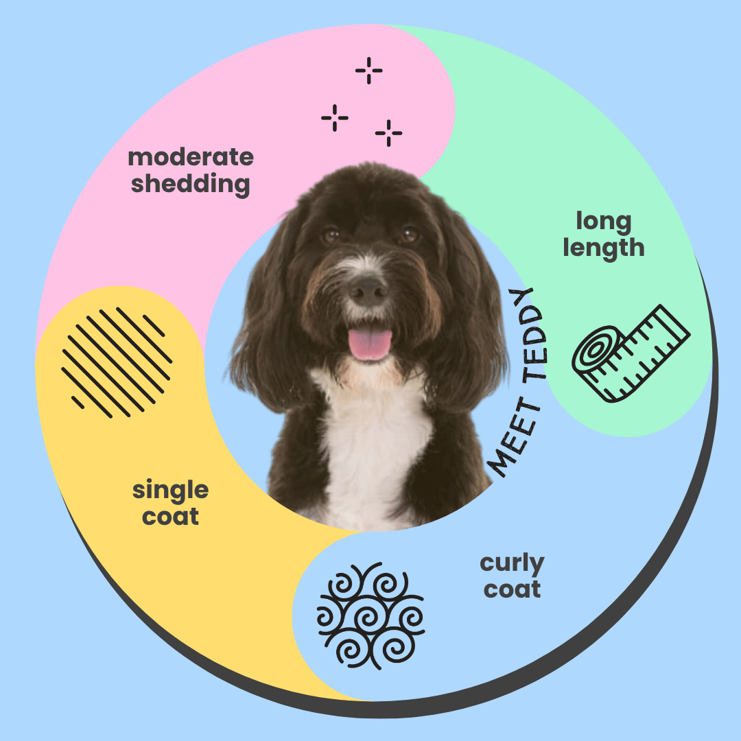 Cavoodle Curly Coat Breed Specific Dog Conditioner