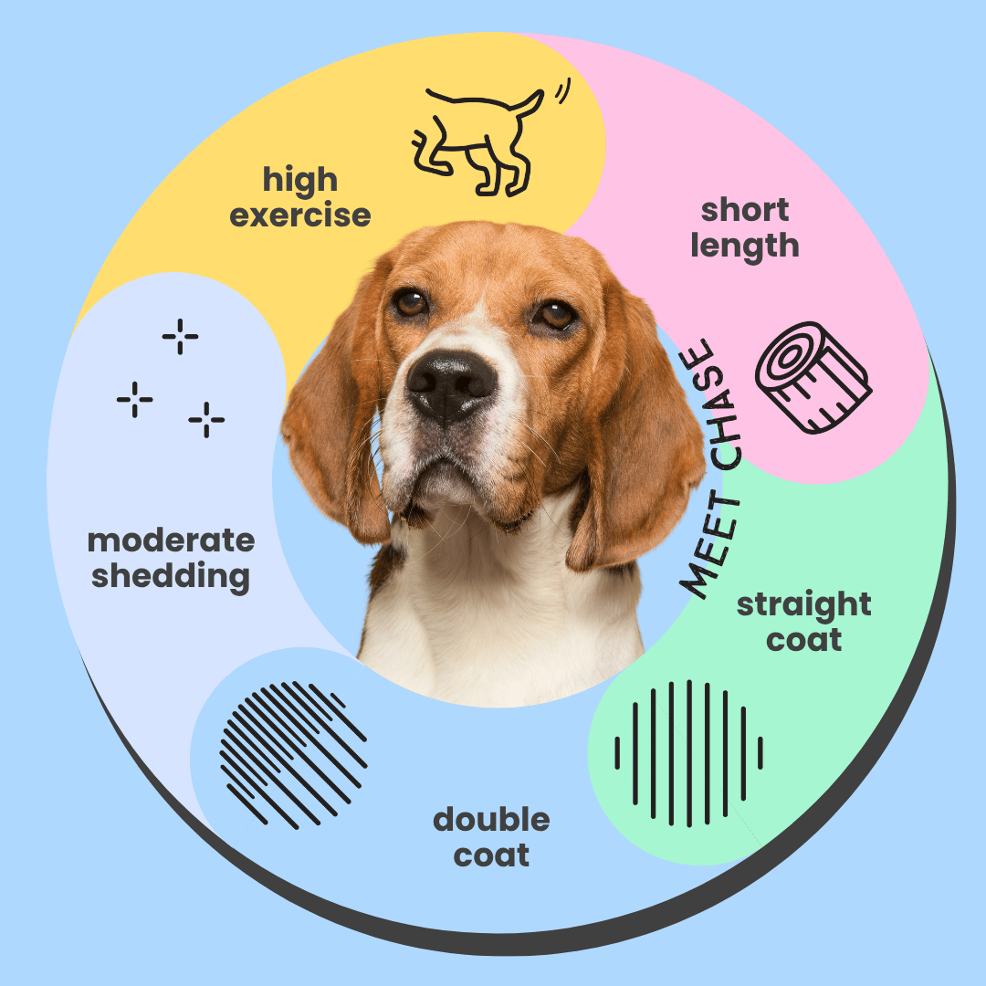 Serotoninkc Beagle Dog Shampoo Infographic Hypoallergenic