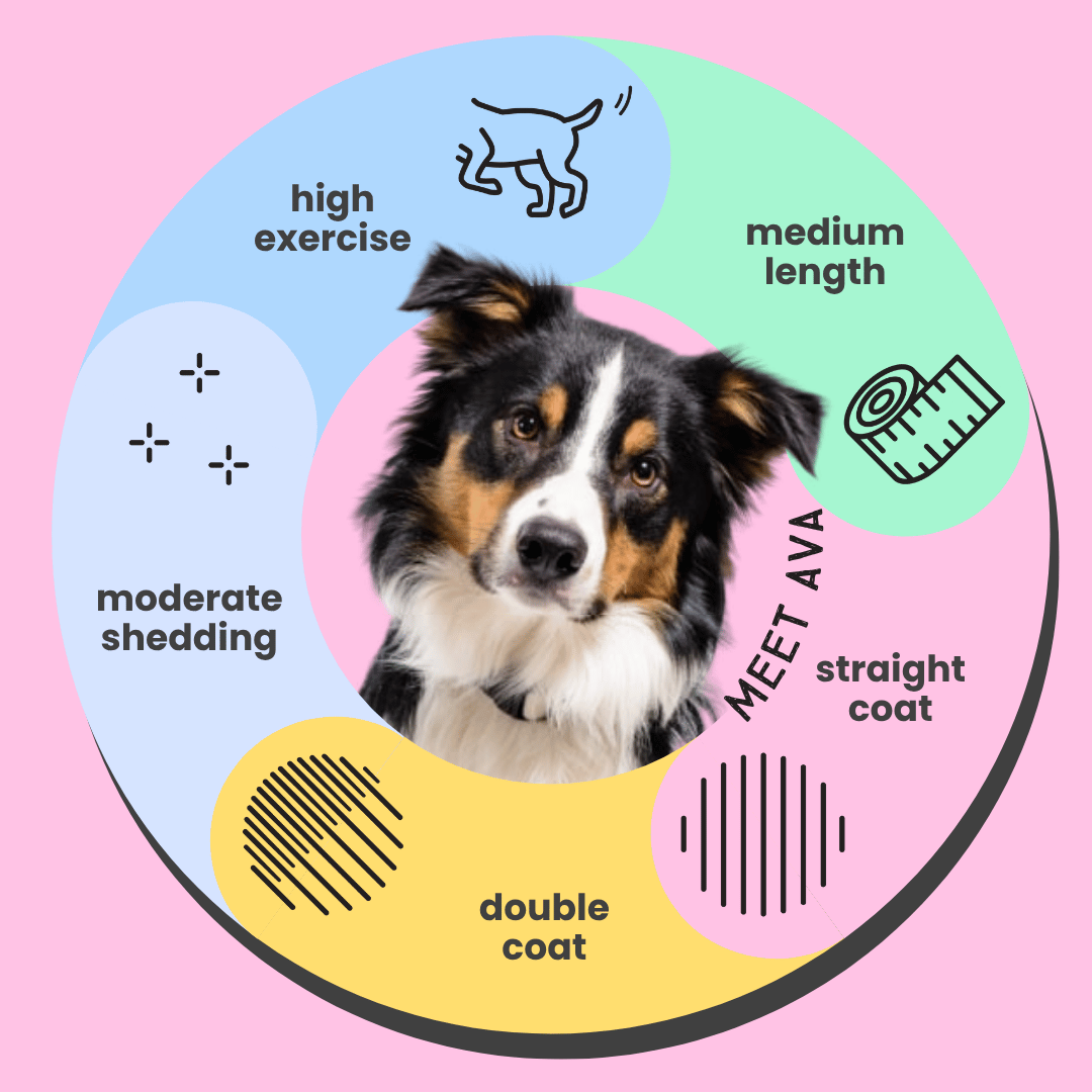 Serotoninkc Border Collie Dog Shampoo Infographic Hypoallergenic