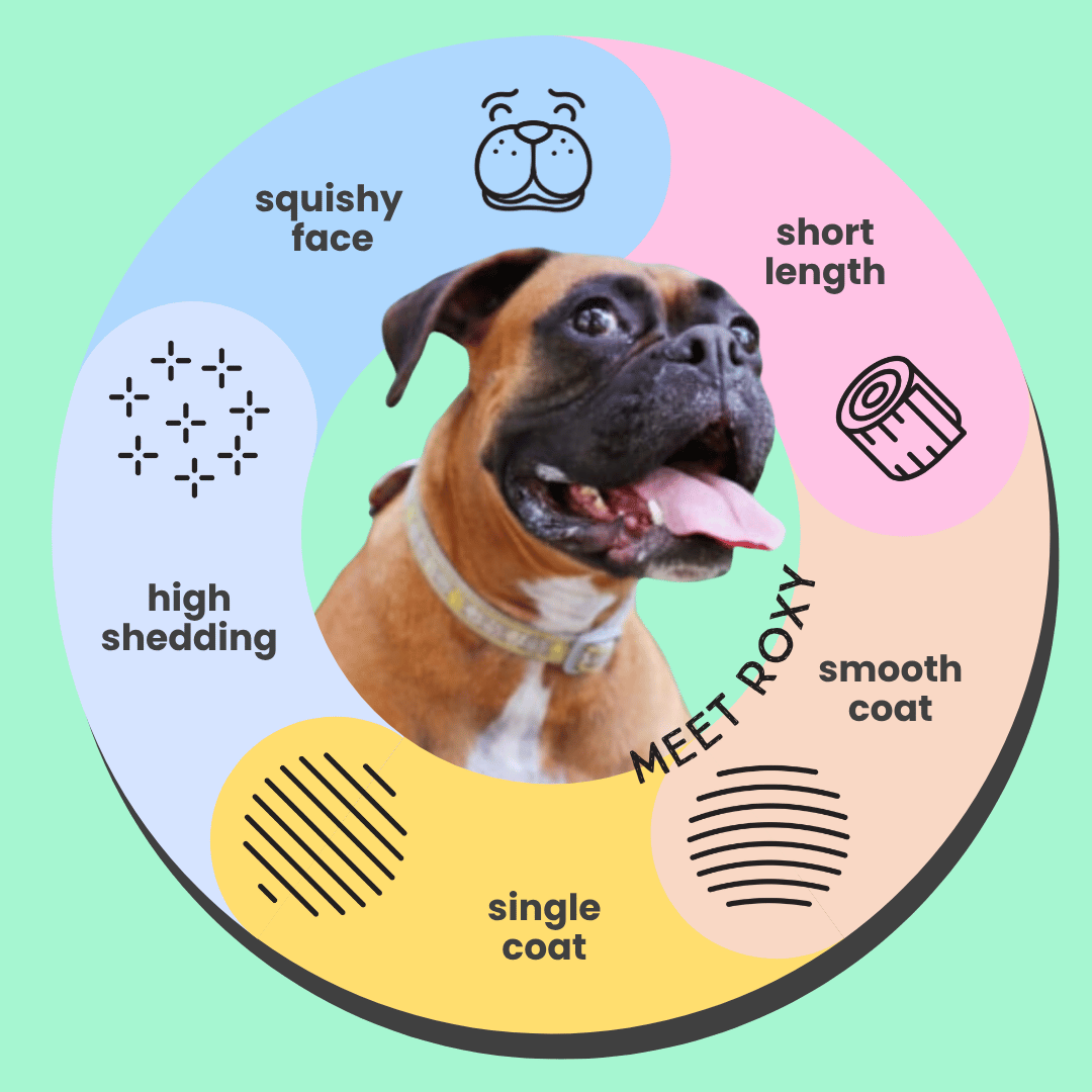 Serotoninkc Boxer Conditioner for Dogs with Sensitive Skin Infographic