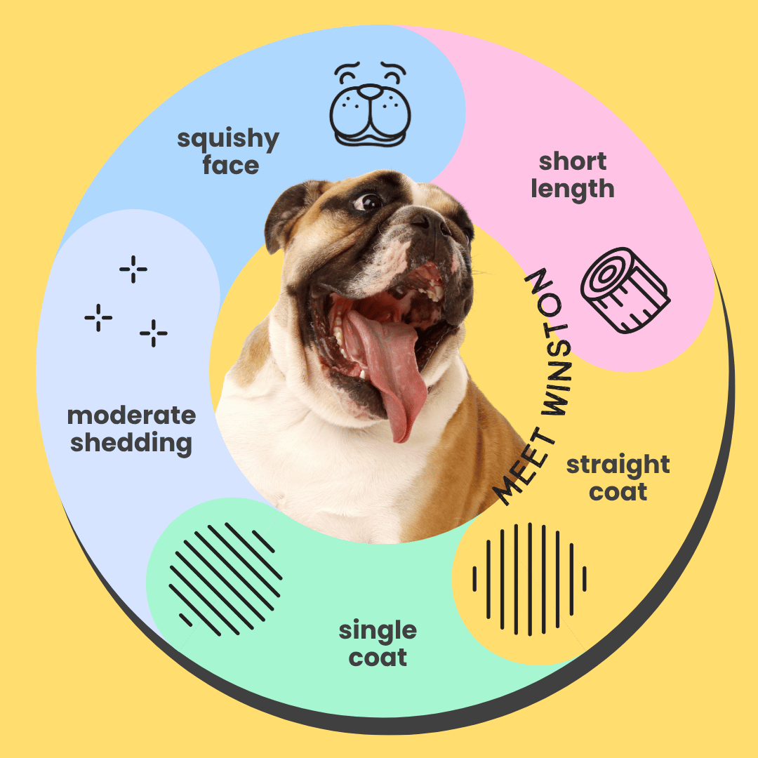 Serotoninkc Breed Specific Bulldog Shampoo Sensitive Skin Infographic