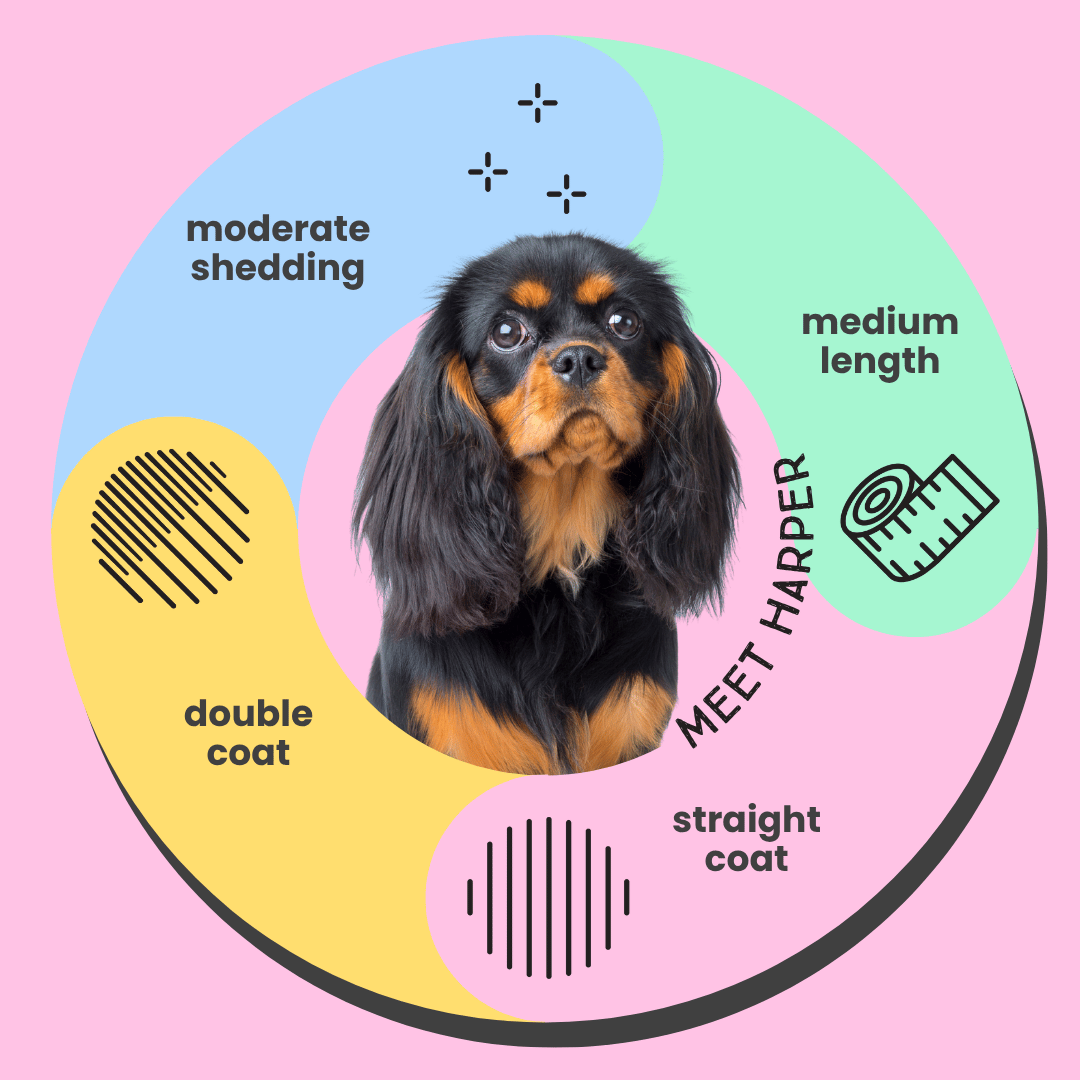 Serotoninkc Cavalier King Charles Spaniel Infographic Hypoallergenic Dog Shampoo