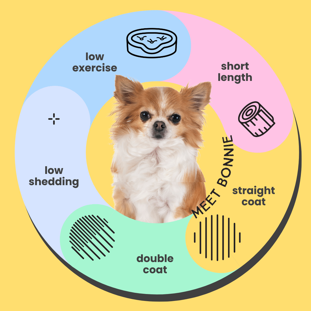 Serotoninkc Chihuahua Shampoo Hypoallergenic Infographic Sensitive Dog