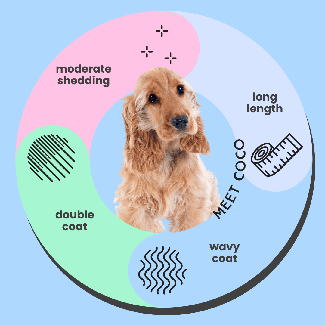 Cocker Spaniel Shampoo Hypoallergenic Infographic