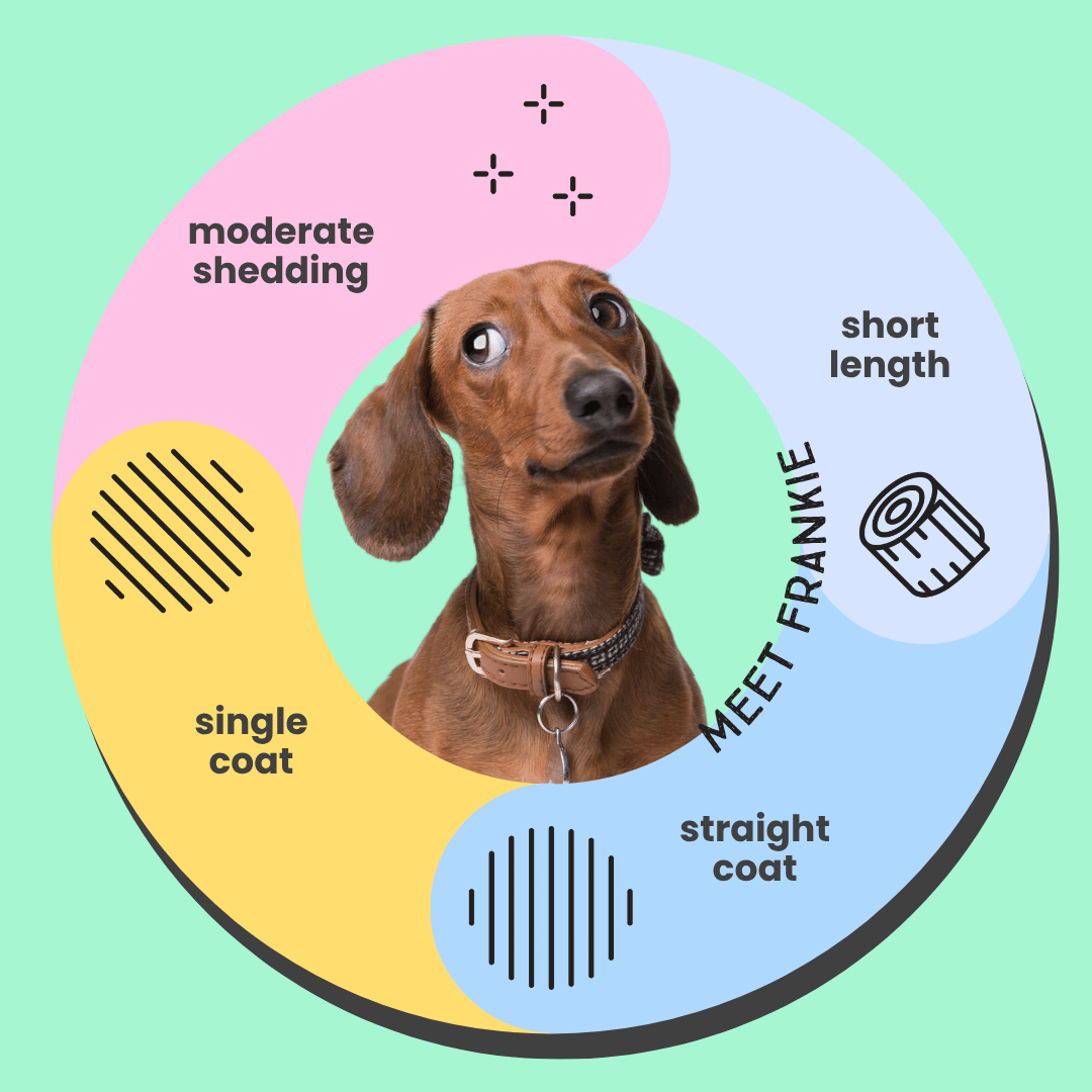 Serotoninkc Dachshund Dog Shampoo Hypoallergenic Infographic