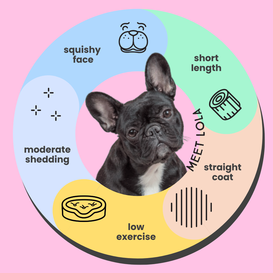Serotoninkc French Bulldog Conditioner Infographic