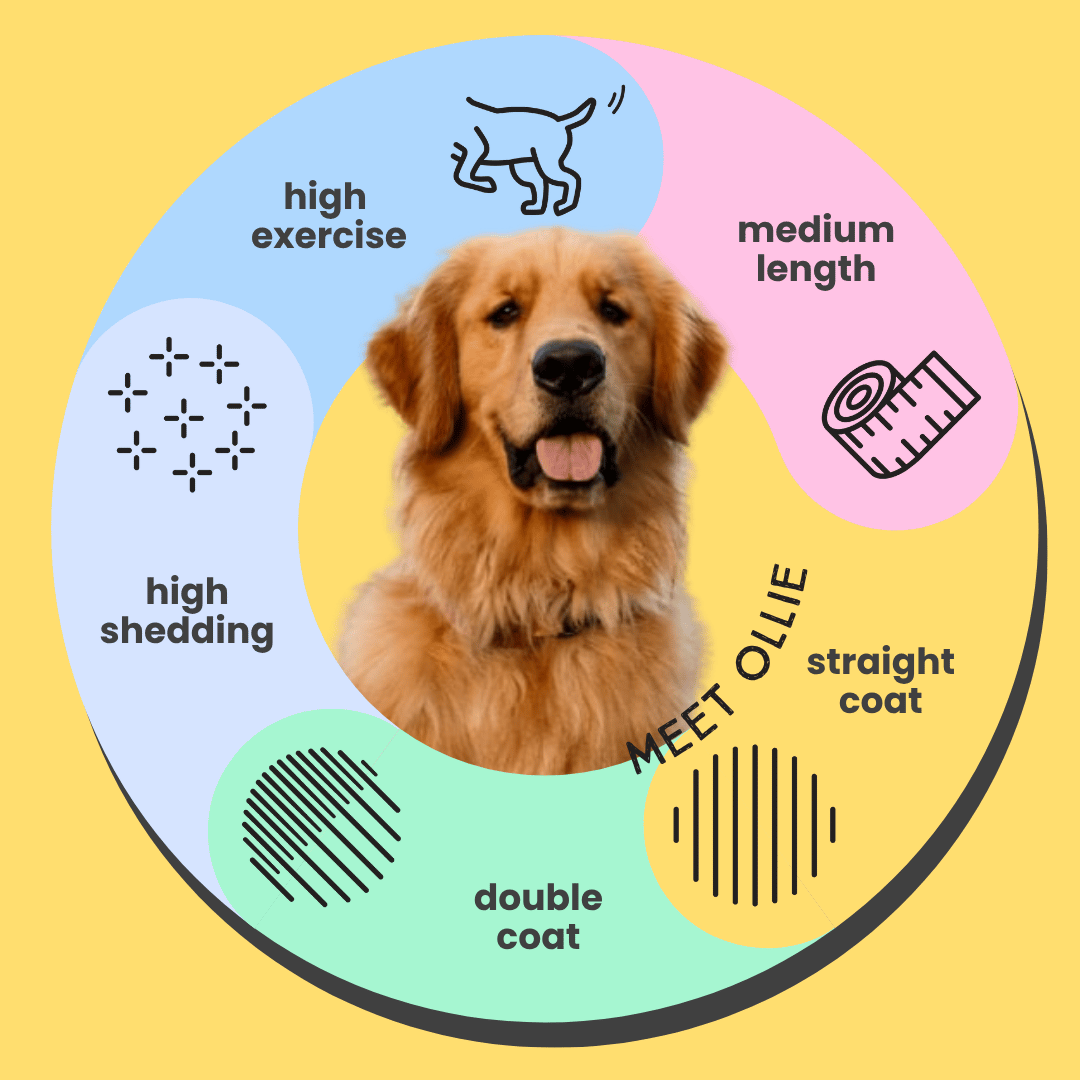 Serotoninkc Golden Retriever Shampoo Conditioner Bundle Infographic