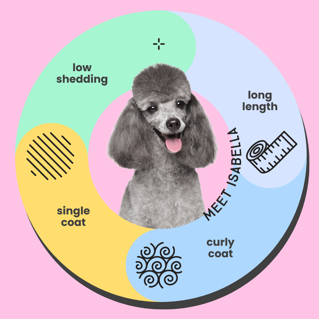 Serotoninkc Poodle Shampoo Conditioner Curly Hair Dog Natural Infographic