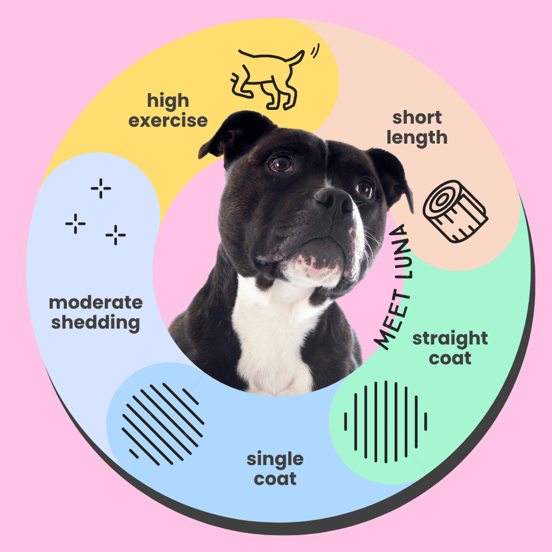 Serotoninkc Staffie Staffy Sensitive Itchy Skin Dog Conditioner Infographic