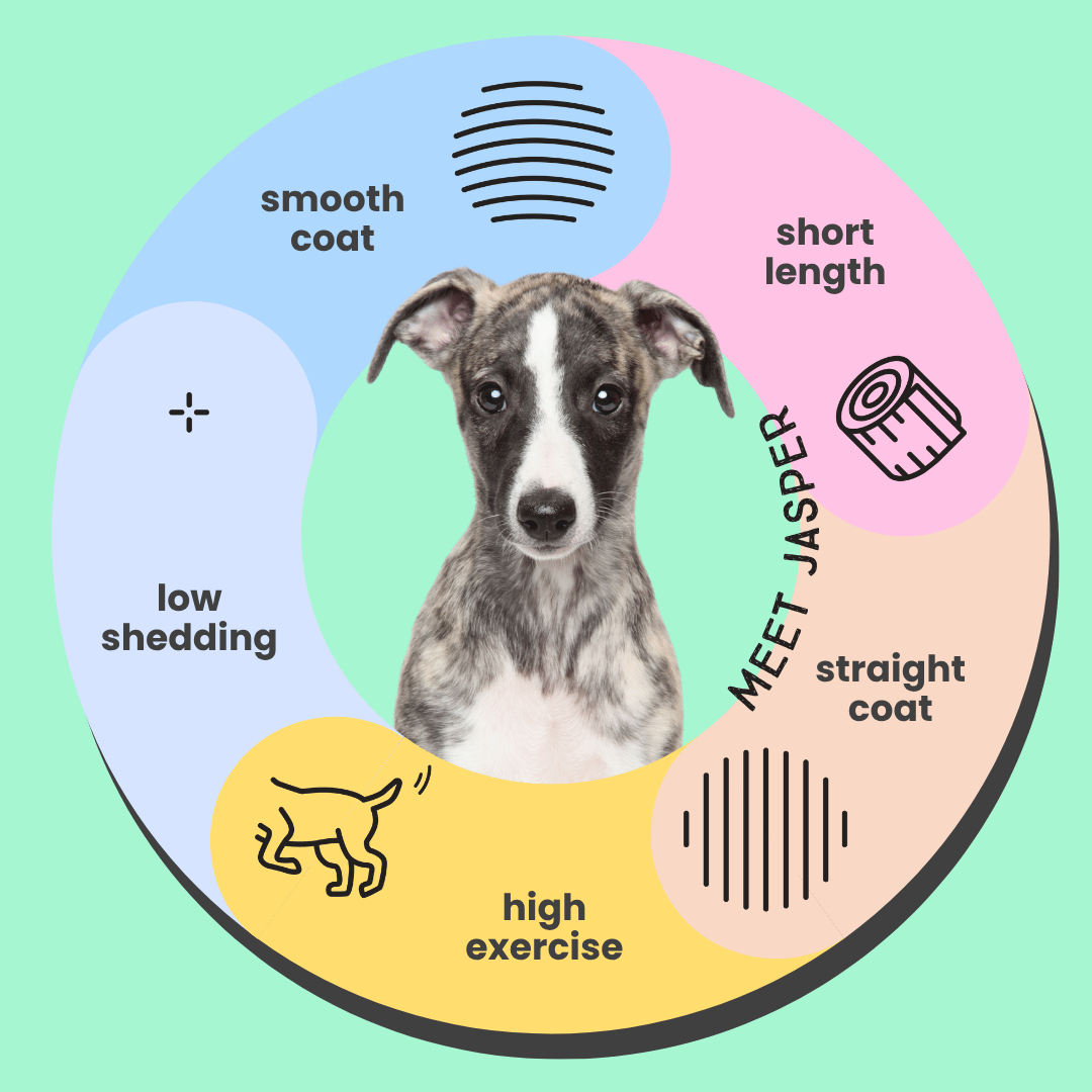 Serotoninkc Natural Whippet Dog Shampoo Smooth Coat Sensitive Skin Infographic