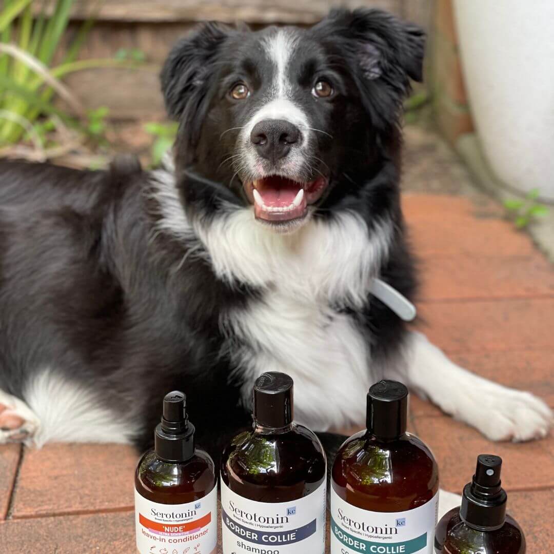 Serotoninkc Natural Dog Shampoo Border Collie