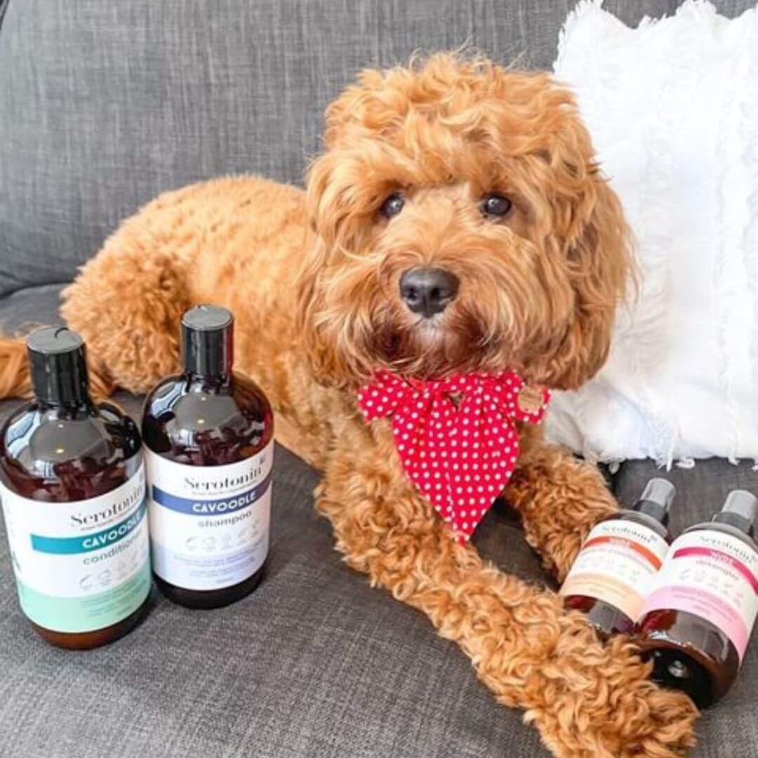 Serotoninkc Natural Dog Shampoo Cavoodle