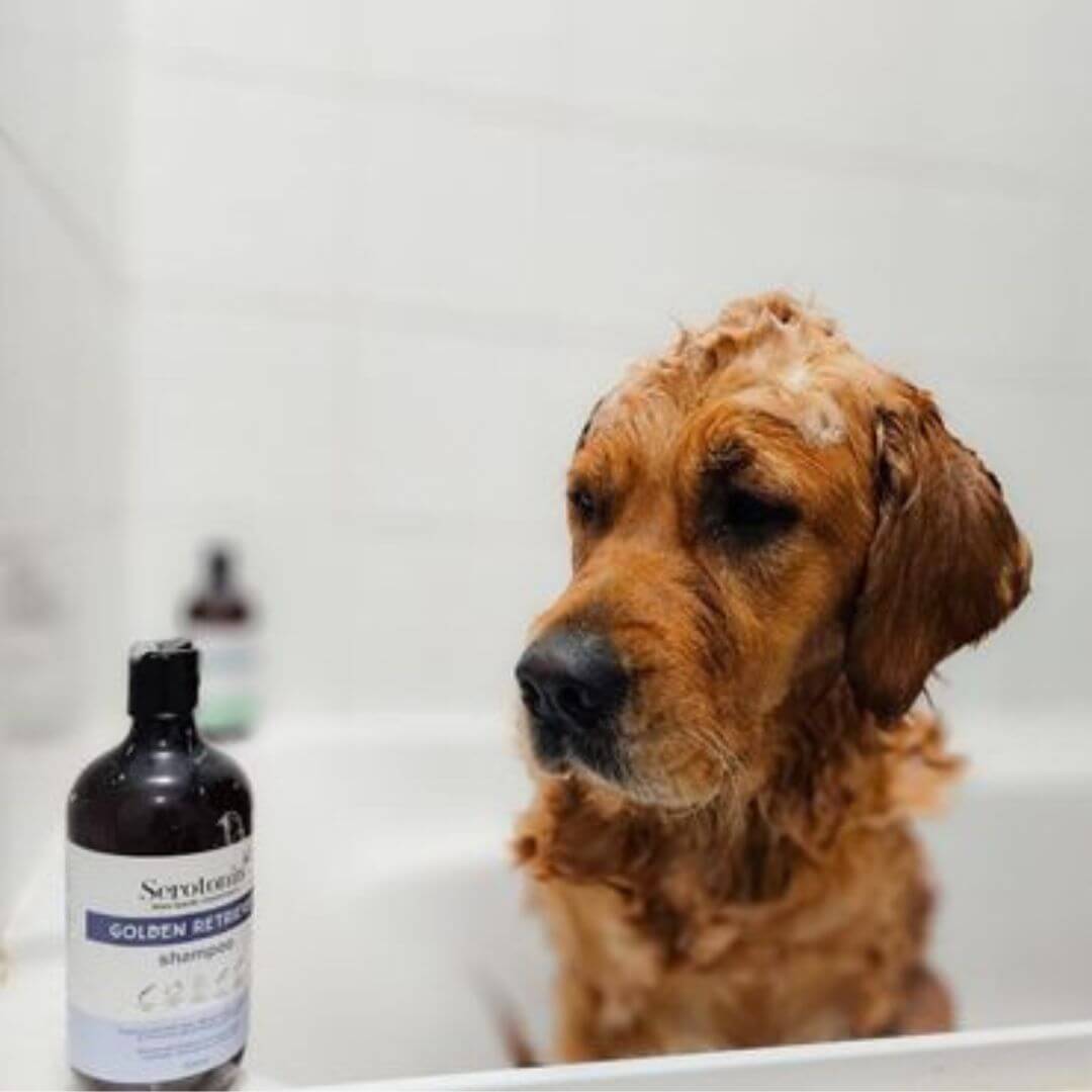 Serotoninkc Natural Dog Shampoo Golden Retriever
