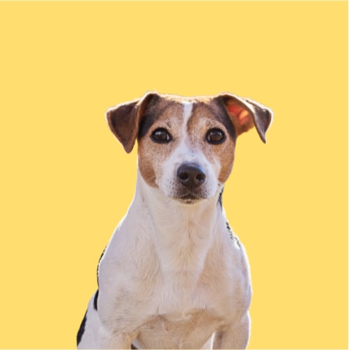Hypoallergenic Jack Russell shampoo. Ultra Gentle. Best dog shampoo for Jack Russell Terrier. Best shampoo sensitive dogs.