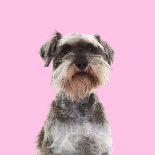 Hypoallergenic Schnauzer conditioner. Gentle. Best dog conditioner for Schnauzer. Best conditioner sensitive dogs.