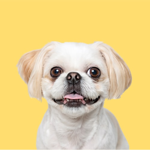 Hypoallergenic Shih Tzu shampoo. Ultra Gentle. Best dog shampoo for Shih Tzu. Best shampoo sensitive dogs.