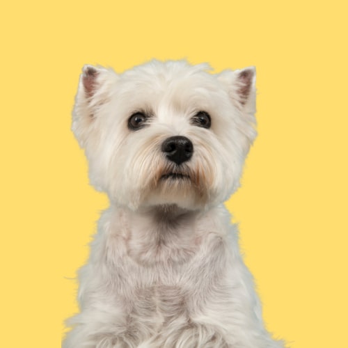 Hypoallergenic Westie shampoo. Ultra Gentle. Best dog shampoo for West Highland White Terrier. Best shampoo sensitive dogs.