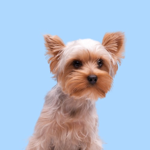 Hypoallergenic Yorkshire Terrier shampoo. Ultra Gentle. Best dog shampoo for Yorkshire Terrier. Best shampoo sensitive dogs.