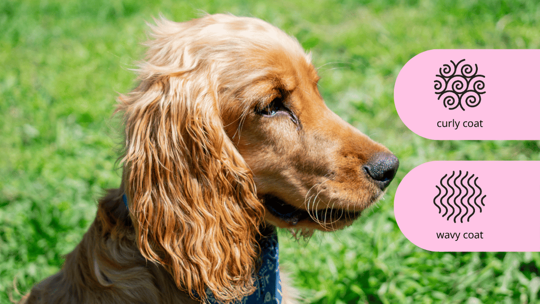 Cocker spaniel poodle Cavoodle Groodle shampoo conditioner