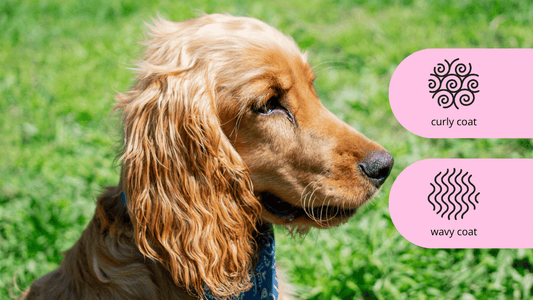 Cocker spaniel poodle Cavoodle Groodle shampoo conditioner