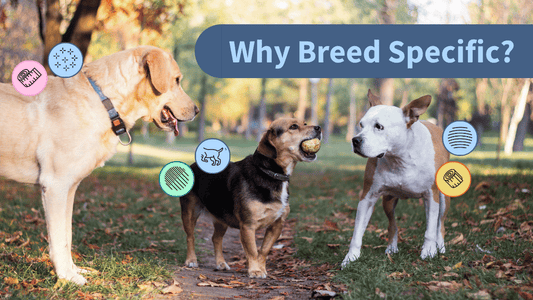 Why Different Dog Breed Need Different Shampoos and Conditioners