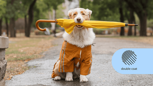 Wet Weather Coat Care: Keeping Your Dog’s Skin and Coat Healthy Through Winter