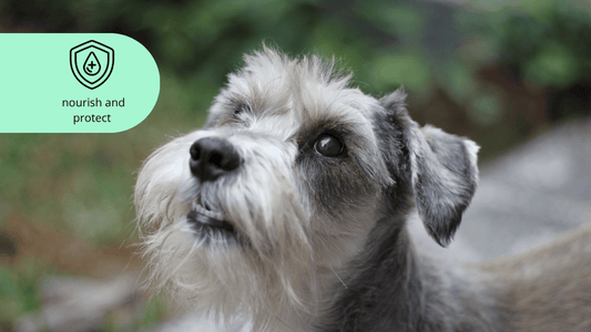 Your dogs skin care for sensitive skin