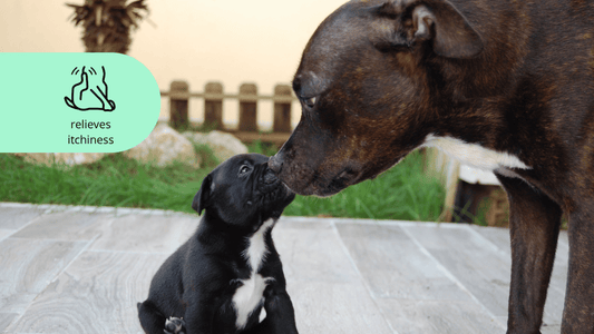 Why is my Staffy so itchy?
