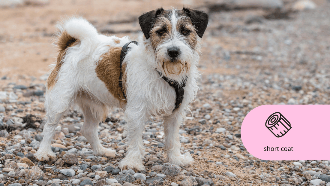 Not all short coats are the same Jack Russell