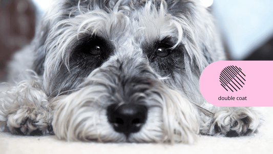 Double coat clean shampoo conditioner 