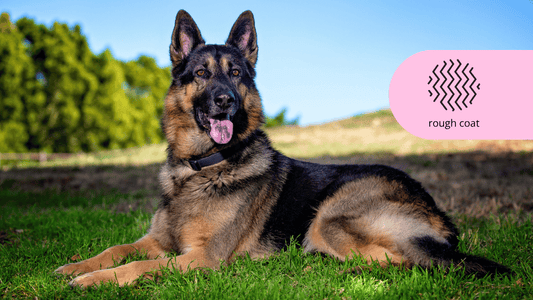 Roughcoat shampoo conditioner German shepherd