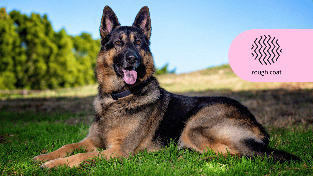 Roughcoat shampoo conditioner German shepherd