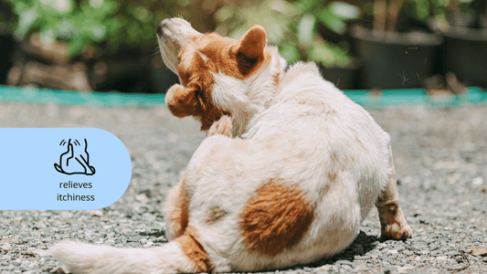 Scratching itchy dog with seasonal alopecia