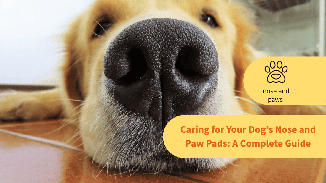 Caring for Your Dog’s Nose and Paw Pads: A Complete Guide