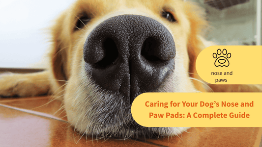 Caring for Your Dog’s Nose and Paw Pads: A Complete Guide