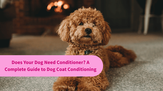 Does Your Dog Need Conditioner? A Complete Guide to Dog Coat Conditioning